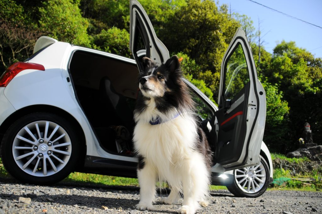 cars for dogs