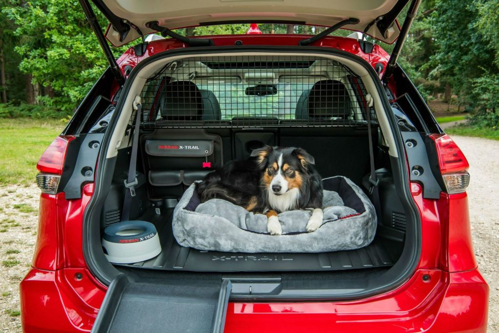 dog in boot of car